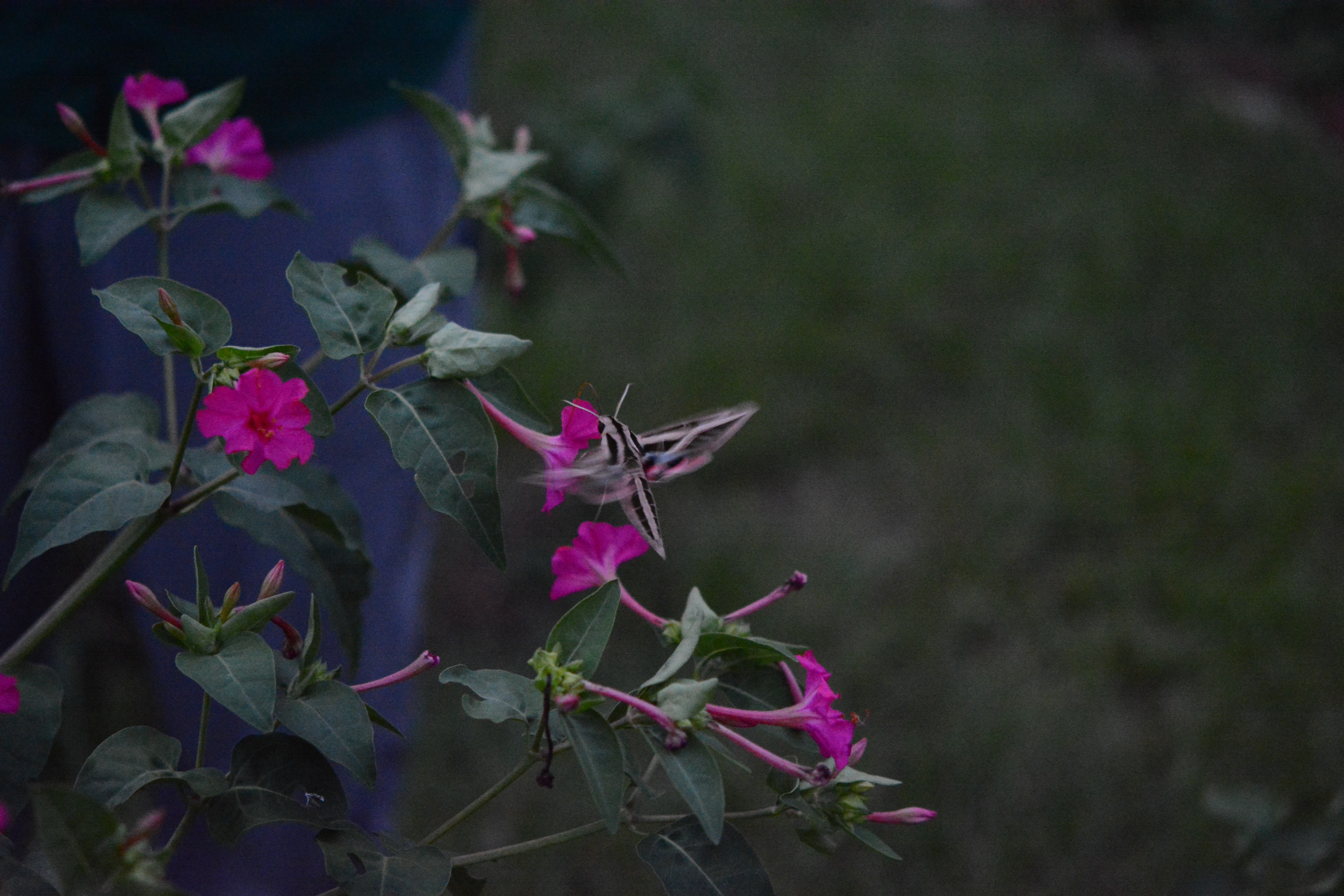 Nocturnal pollinators.